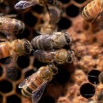 Honey Bees